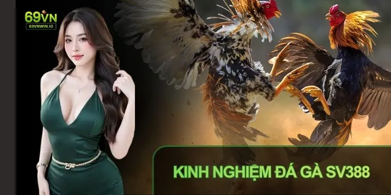 Theo dõi Đá gà SV388 là gì để nâng cao cơ hội thắng